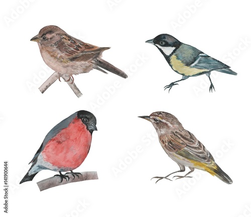 Set of watercolor birds. Hand drawn illustration on white background  © niko7niko