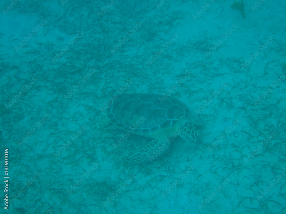 Fototapeta premium Tortuga leatherback sea turtle