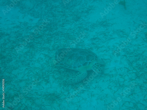 Tortuga leatherback sea turtle