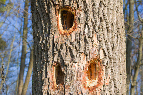 Three woodpecker holes in tree