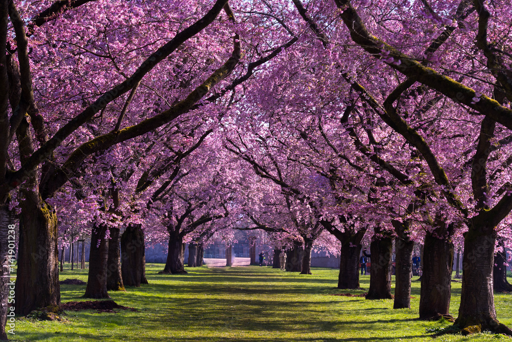 Kirschblüte in Schwetzingen