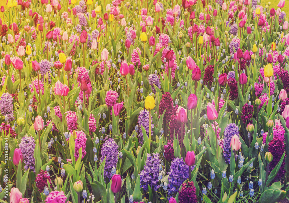 Colourful Tulips and Hyacinth Flowerbed background in an Spring Formal Garden, toned Colourful Tulips and Hyacinth Flowerbed background in an Spring Formal Garden, toned