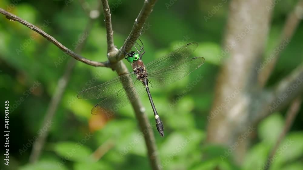 Emerald dragonfly perched in slow motion on a twig in the forest. Emerald dragonfly perched in slow motion on a twig in the forest.