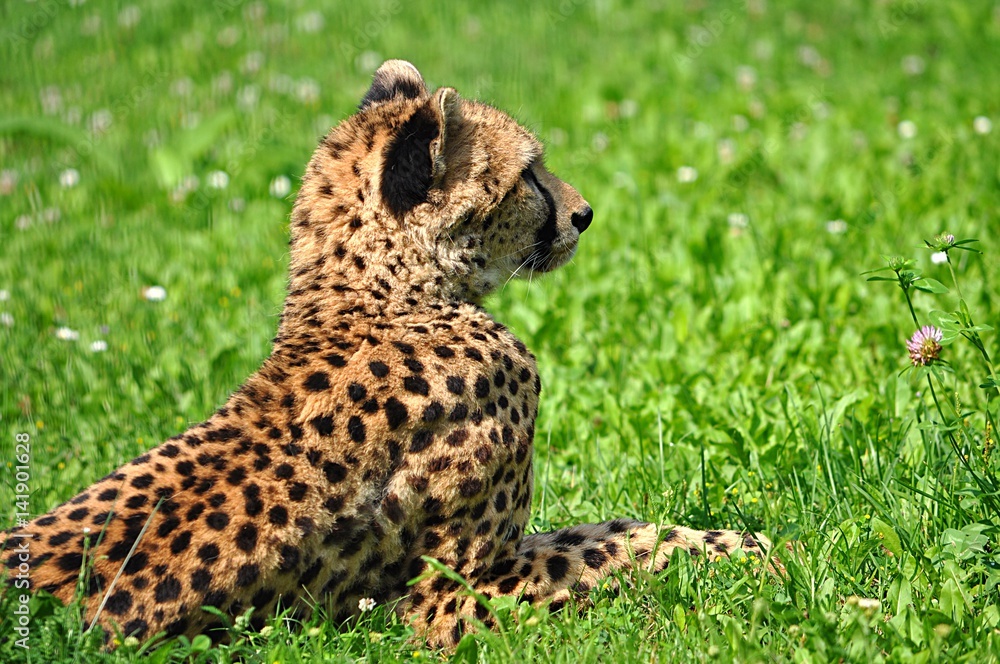 Fototapeta premium animal - cheetah