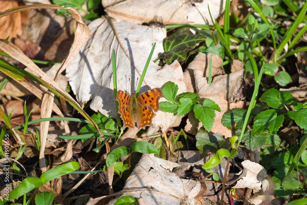 Fototapeta premium Comma butterfly on path with hidden insects, dry leaves and green grass
