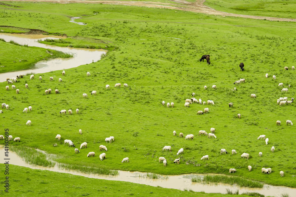 Naklejka premium Rural Summer Landscape with Sheeps in Persembe Highlands -Ordu - Turkey