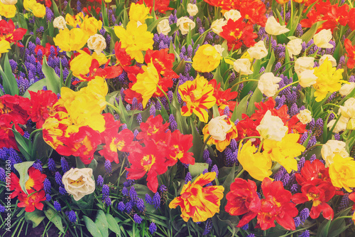 Fototapeta Naklejka Na Ścianę i Meble -  Red and yellow tulips and bluebell flowerbed, retro toned