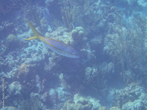 Fish in sea coral reef while snorkeling