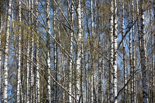 Spring birch background. Spring. A bright sunny day. A birchwood. On branches there are ear rings and young green leaves. Between white trunks the blue sky is visible.