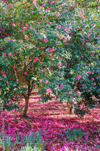 Fototapeta Naklejka Na Ścianę i Meble -  Blossoming Camellia Trees bathed in sunlight surrounded by a carpet of pink flowers.
