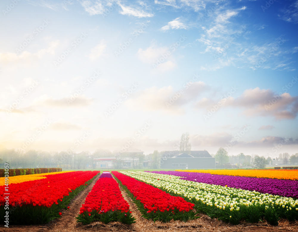 Famouse dutch multicolored tulip field with rows at sunset, retro toned
