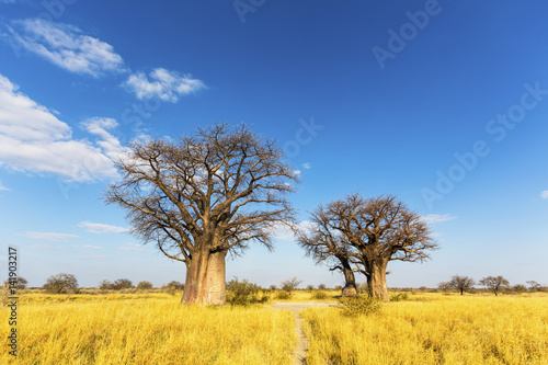 Baobab trees in winter