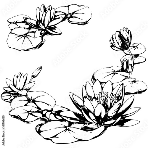 Water lily illustration