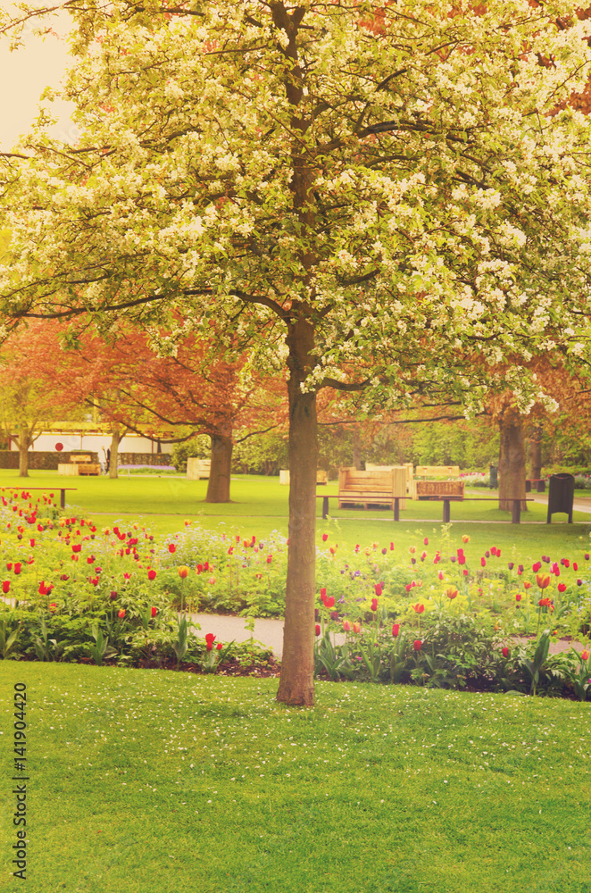 Fototapeta premium spring blooming tree in a green garden, retro toned