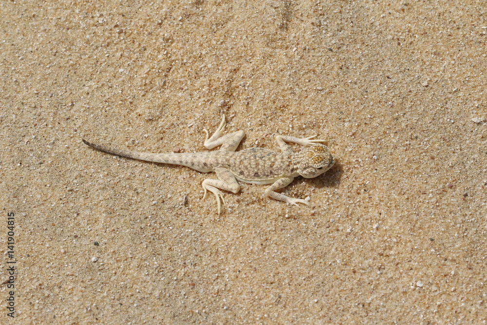 lizard in the sand lizard in the sand