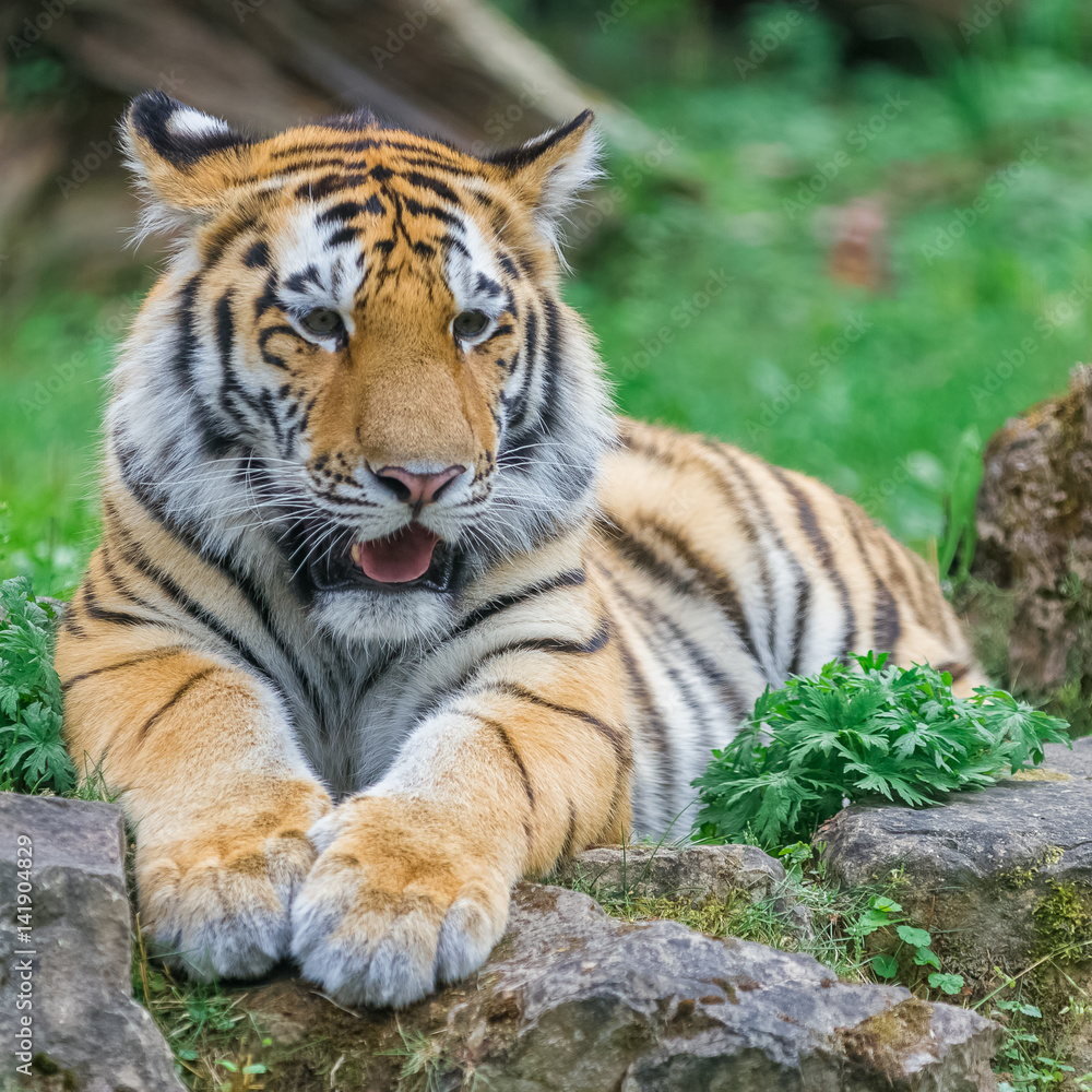 Young bengal tiger lying on the grass and shows his paws Young bengal tiger lying on the grass and shows his paws