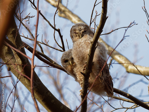 Two Young Tawny Owls ( Strix Aluco )