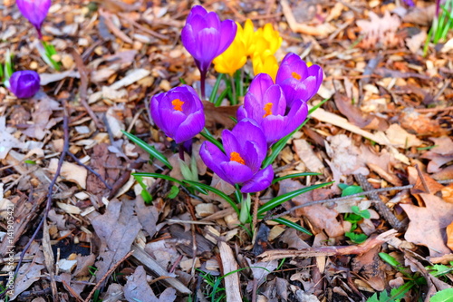 Crocus