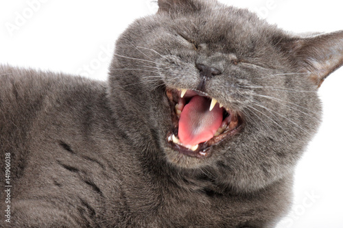 Gray-blue cat yawns on a white background
