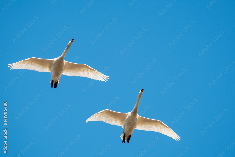 Fototapeta premium Flying whooper swans