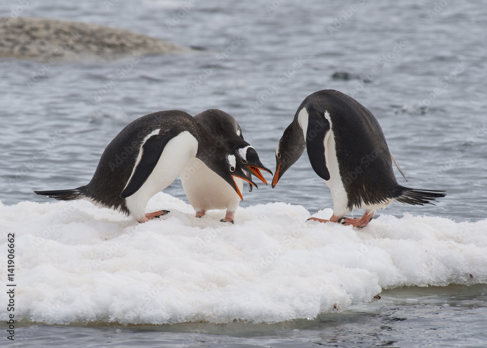Obraz premium Gentoo Penguins walk on the ice