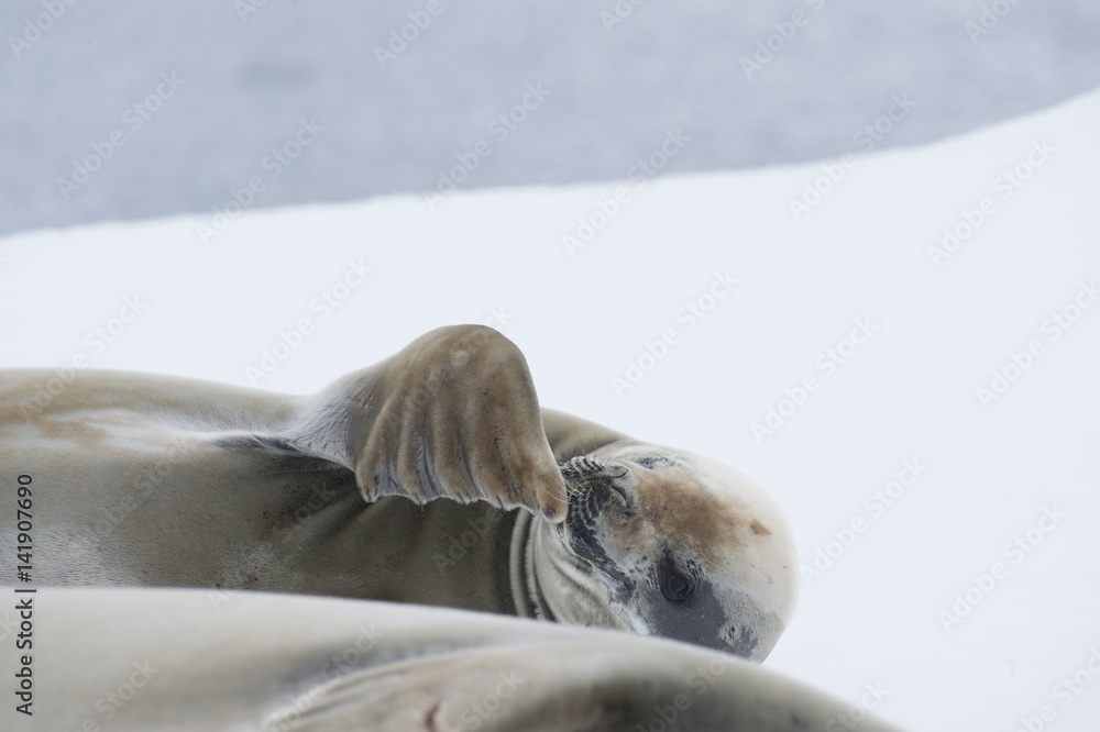 Fototapeta premium Crabeater seals on the ice.