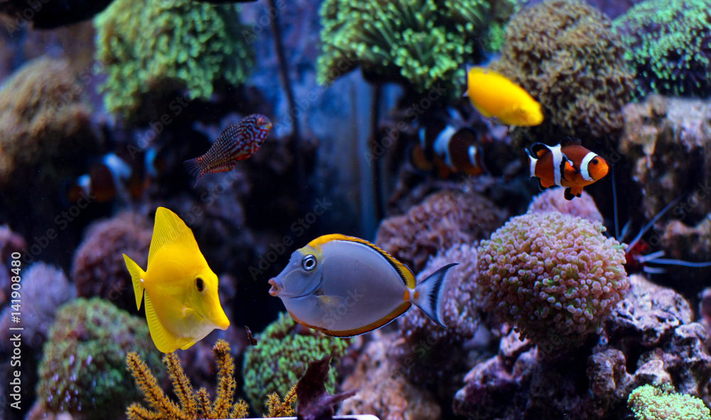 Obraz premium Blonde Naso Tang (Naso elegans) 