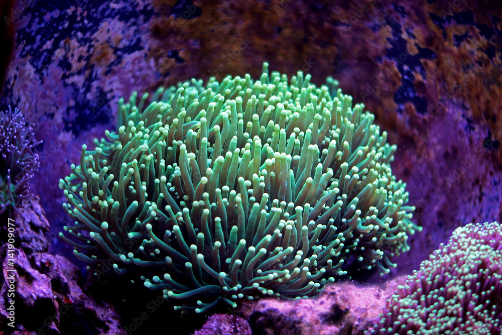 Fototapeta premium Euphyllia Torch Coral (Euphyllia glabrescens)