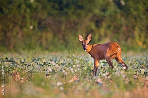 Fototapeta Naklejka Na Ścianę i Meble -  Capreolus capreolus, Roe Deers walking on the agricultural field. Wildlife animals. Europe, Slovakia.