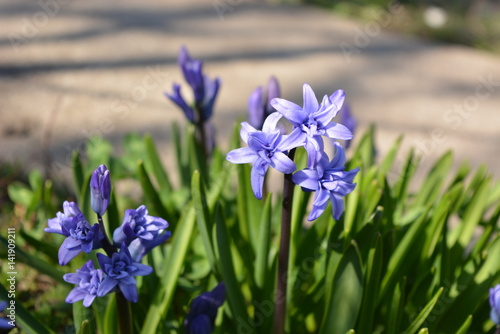 Hyacinth purple