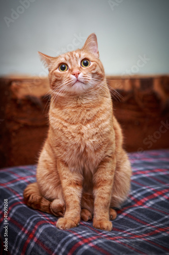 Wallpaper Mural Red cat sitting on sofa Torontodigital.ca