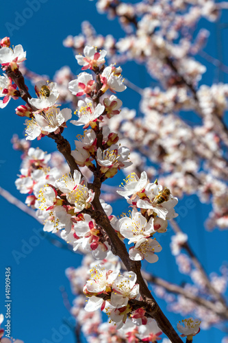 Spring. Flowering of fruit trees. Branch of a blossoming apricot and a bee against the blue sky.