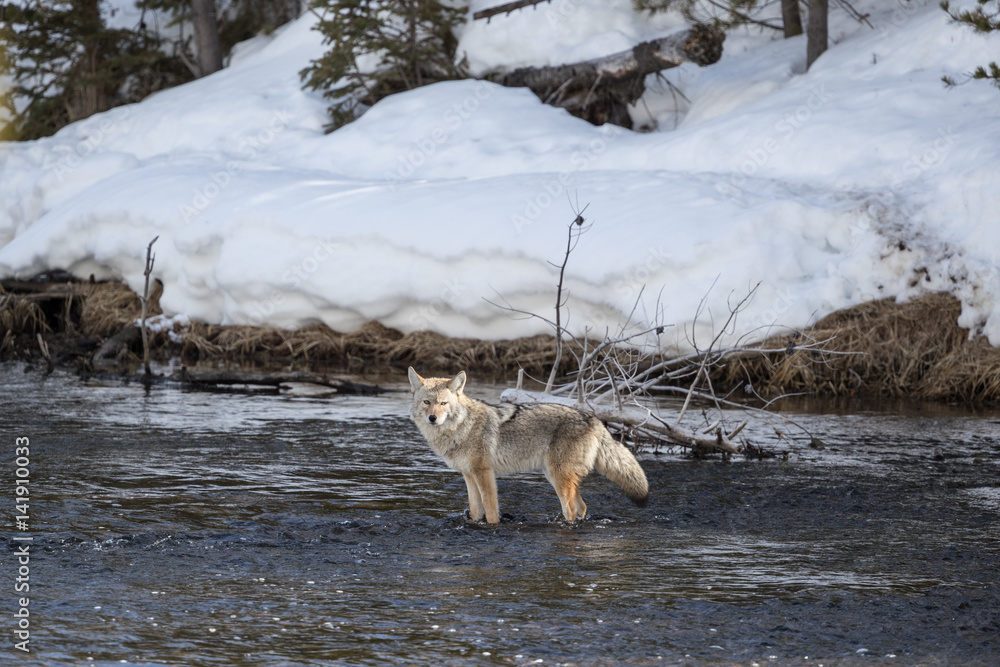 Fototapeta premium Coyote at Madison river, Yellowstone National Park.