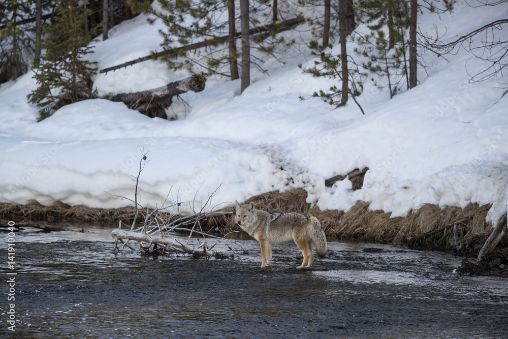 Fototapeta premium Coyote at Madison river, Yellowstone National Park.
