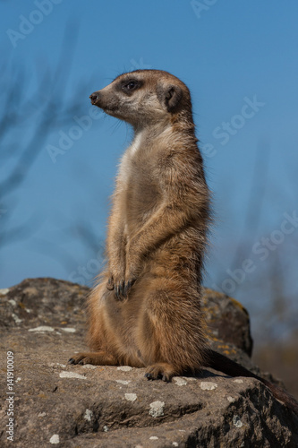 Portrait of a Meerkat