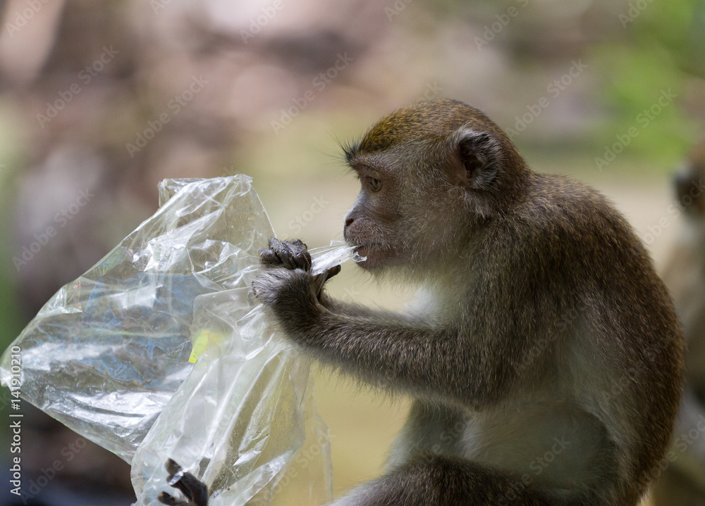 Long tailed macaque monkey eating plastic bag in Bako national park in