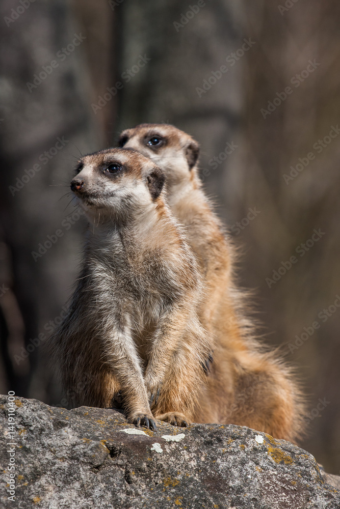Portrait of a Meerkat Portrait of a Meerkat