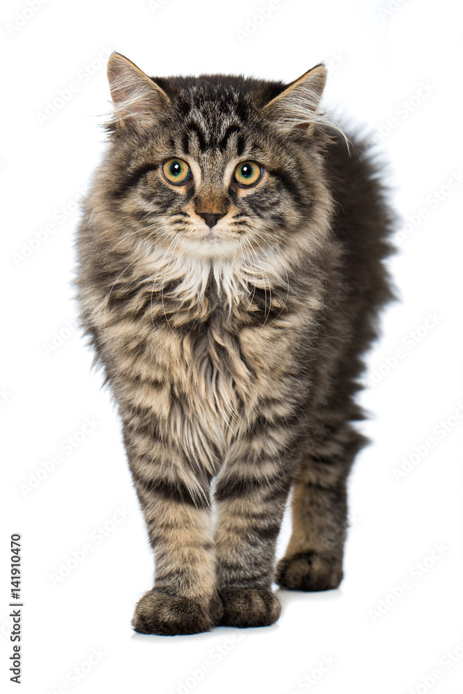 Obraz premium Getigertes Kätzchen