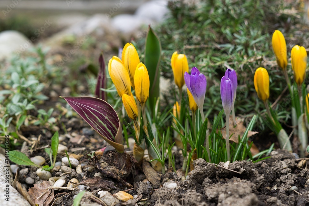Spring flowering. Yellow and purple crocus flowers in the park. Slovakia Spring flowering. Yellow and purple crocus flowers in the park. Slovakia