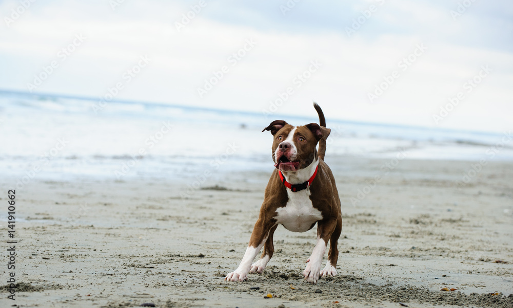 American Pit Bull Terrier dog playing on ocean beach American Pit Bull Terrier dog playing on ocean beach