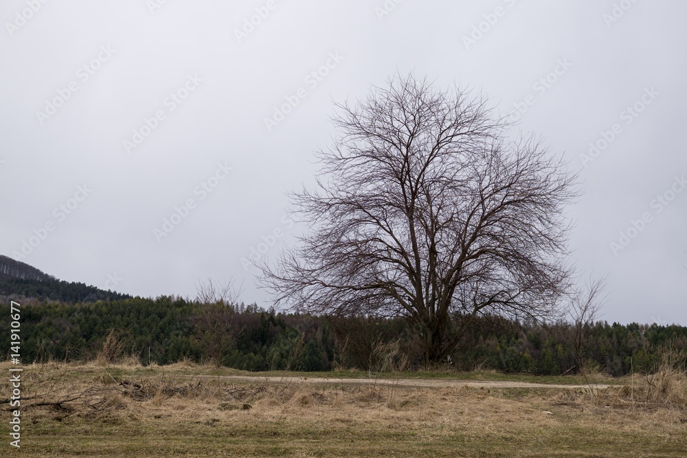Abandoned tree on meadow during sunset. Slovakia Abandoned tree on meadow during sunset. Slovakia