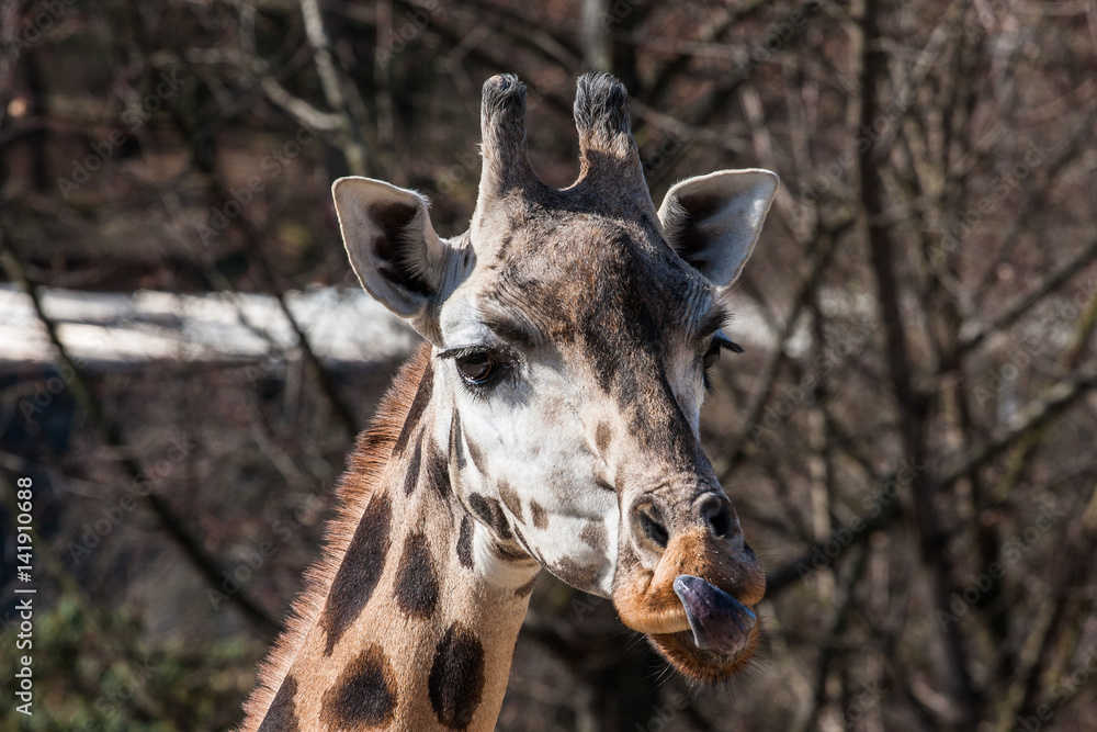 Portrait of a Giraffe