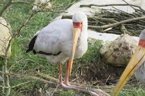 mycteria ibis photo