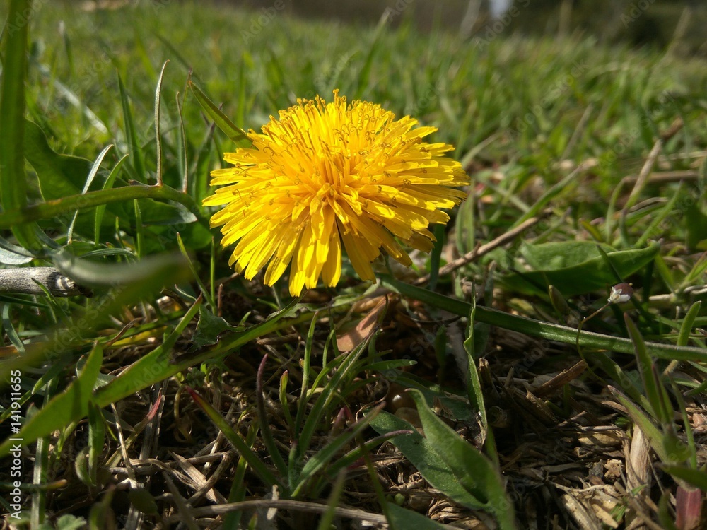Young dandelion on fresh grass. Early spring Young dandelion on fresh grass. Early spring