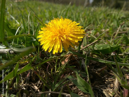 Young dandelion on fresh grass. Early spring