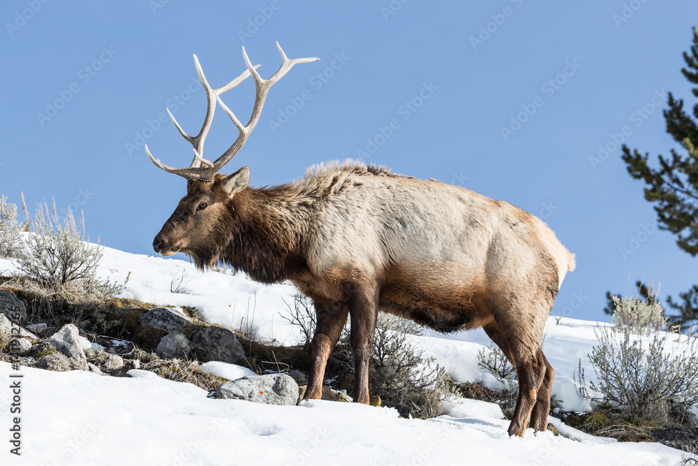 Elk, or Wapiti Elk, or Wapiti