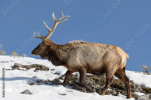 Elk  or Wapiti