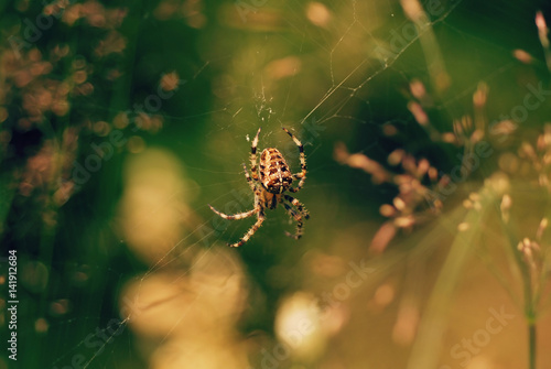 European garden or cross orb weaver spider (Araneus diadematus) in its web in its natural habitat