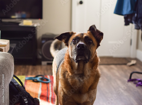 Wallpaper Mural cute german shepherd with floppy ears wants to play Torontodigital.ca