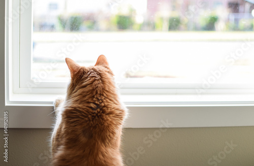 Wallpaper Mural curious long haired orange cat stands at window looking outside Torontodigital.ca